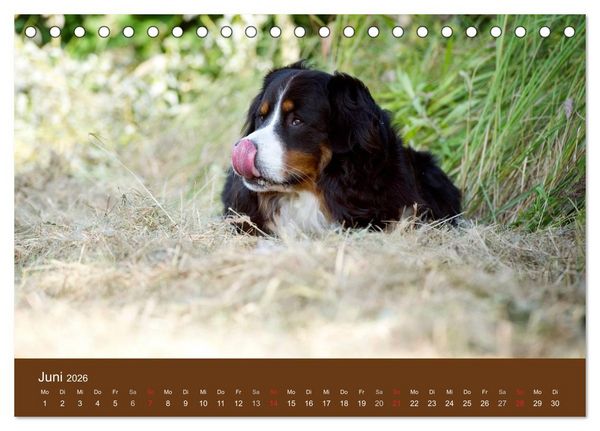 Produktbild: Berner Sennenhunde (Tischkalender 2026 DIN A5 quer), CALVENDO Monatskalender