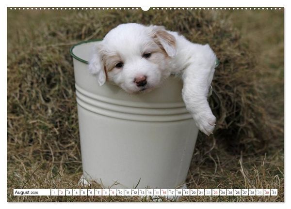 Produktbild: Border Collie Welpen (hochwertiger Premium Wandkalender 2026 DIN A2 quer), Kunstdruck in Hochglanz
