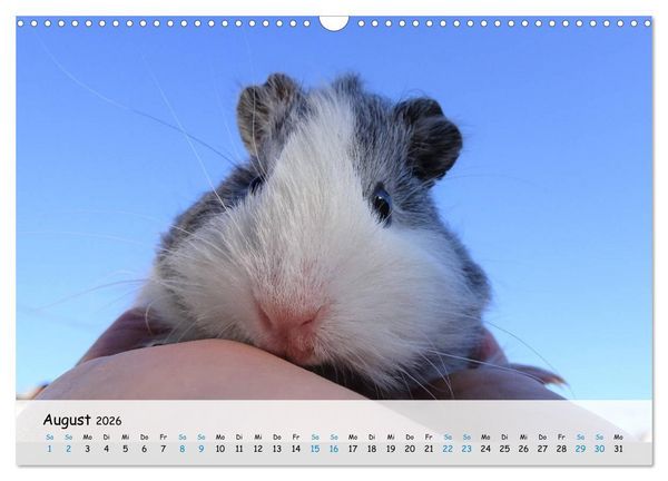 Produktbild: Meerschweinchen 2026 - bezaubernd, hinrei&szlig;end, entz&uuml;ckend (Wandkalender 2026 DIN A3 quer), CALVENDO Monatskalender