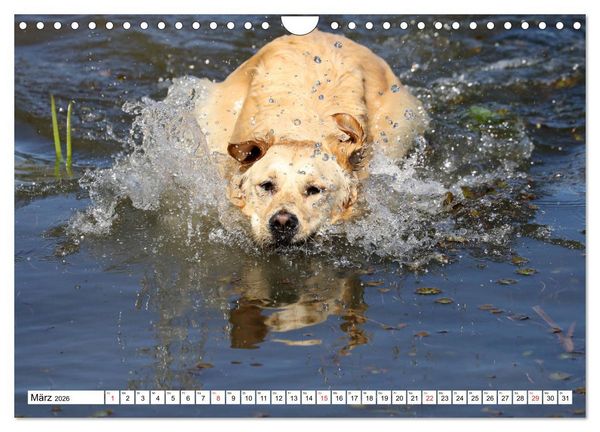 Produktbild: Golden Retriever ein treuer Begleiter (Wandkalender 2026 DIN A4 quer), CALVENDO Monatskalender