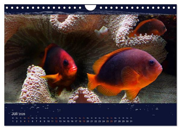 Produktbild: Korallenfische im Lichtschimmer des Meeres (Wandkalender 2026 DIN A4 quer), CALVENDO Monatskalender