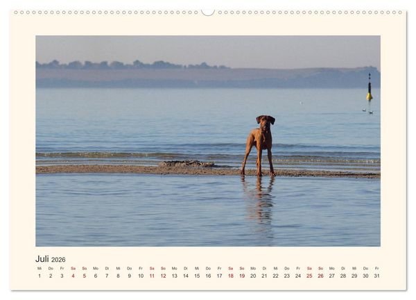 Produktbild: Rhodesian Ridgeback Power aus S&uuml;dafrika (hochwertiger Premium Wandkalender 2026 DIN A2 quer), Kunstdruck in Hochglanz