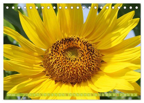 Produktbild: Sonnenblumenwelt (Tischkalender 2026 DIN A5 quer), CALVENDO Monatskalender