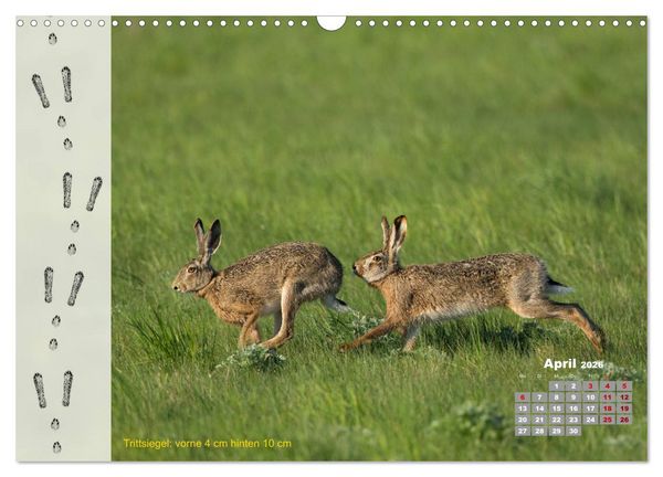Produktbild: Tierspuren in der Natur (Wandkalender 2026 DIN A3 quer), CALVENDO Monatskalender