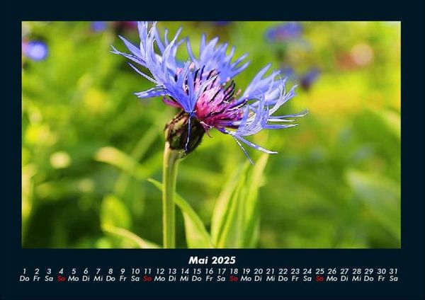 Produktbild: Blick in die Natur 2025 Fotokalender DIN A4