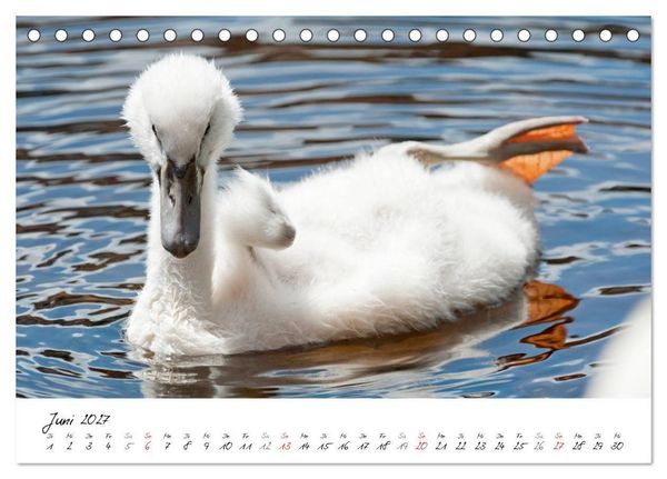 Produktbild: Vom K&uuml;ken zum Schwan (Tischkalender 2027 DIN A5 quer), CALVENDO Monatskalender