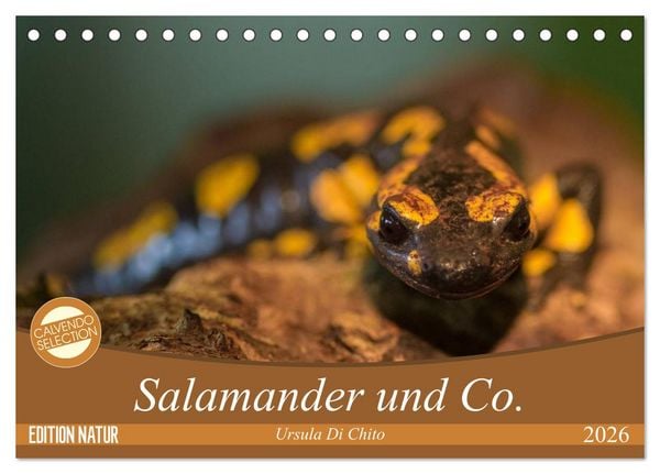 Salamander und Co. (Tischkalender 2026 DIN A5 quer), CALVENDO Monatskalender