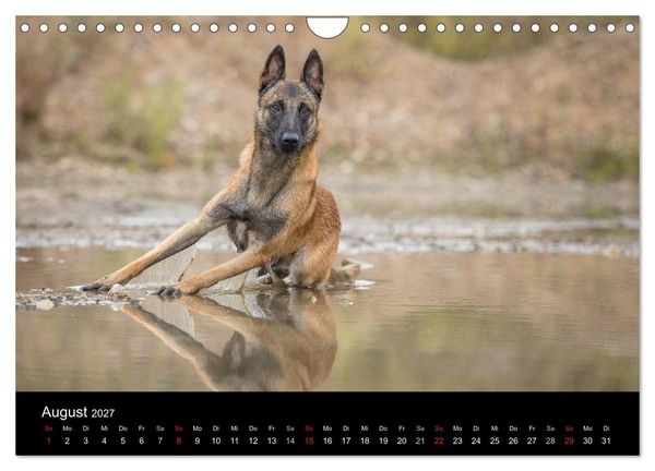Produktbild: Belgischer Sch&auml;ferhund - Der Malinois (Wandkalender 2027 DIN A4 quer), CALVENDO Monatskalender