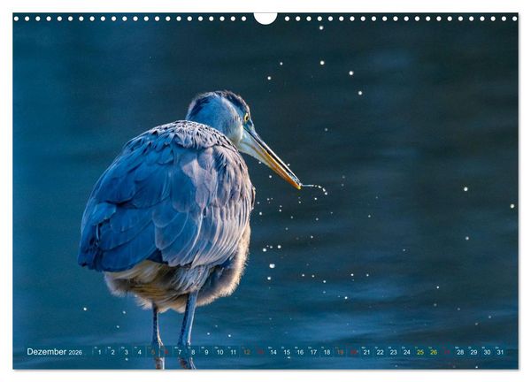 Produktbild: Kanadareiher und Graureiher (Wandkalender 2026 DIN A3 quer), CALVENDO Monatskalender