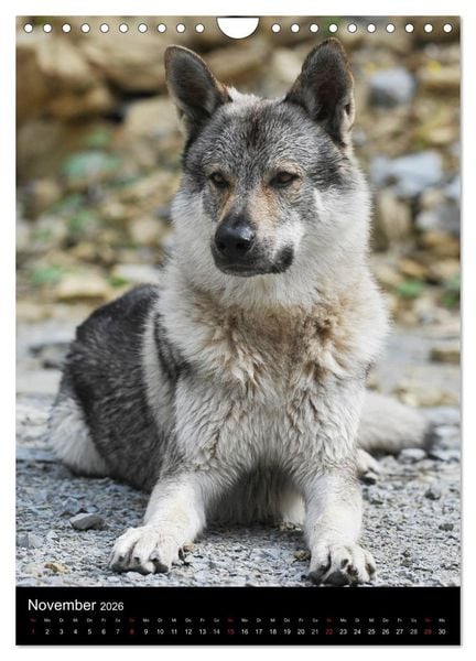 Produktbild: Faszination Wolfhund (Wandkalender 2026 DIN A4 hoch), CALVENDO Monatskalender