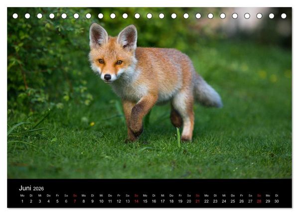 Produktbild: Joni, der kleine Fuchs (Tischkalender 2026 DIN A5 quer), CALVENDO Monatskalender
