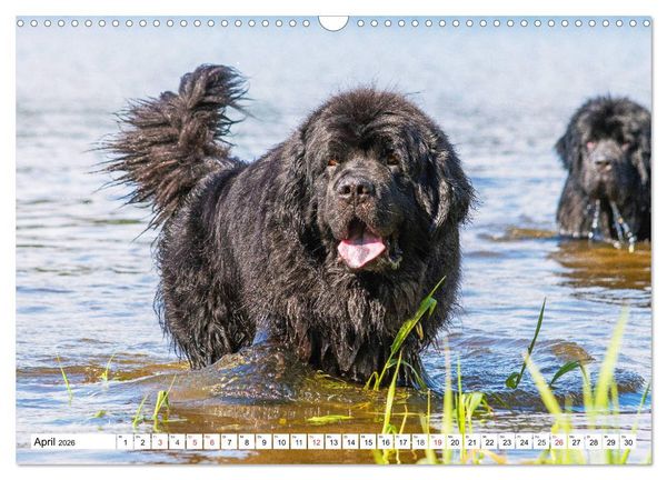 Produktbild: Neufundl&auml;nder - Das Wasser ist ihr Element (Wandkalender 2026 DIN A3 quer), CALVENDO Monatskalender