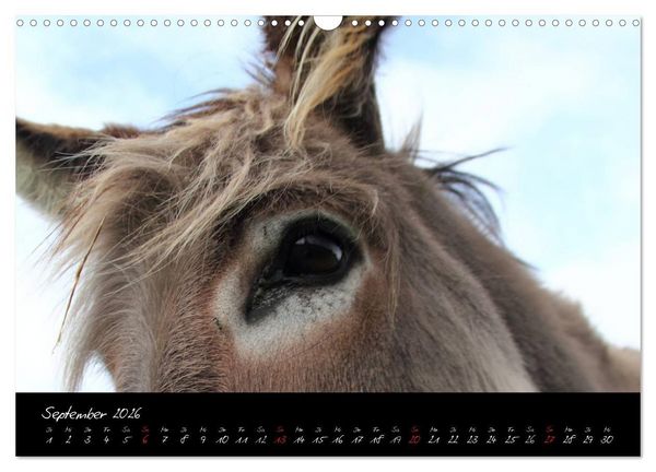 Produktbild: Esel - liebenswerte Langohren (Wandkalender 2026 DIN A3 quer), CALVENDO Monatskalender