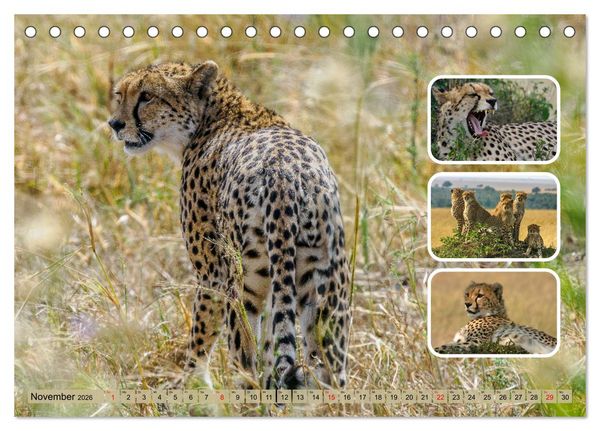 Produktbild: Raubkatzen - gro&szlig; & klein (Tischkalender 2026 DIN A5 quer), CALVENDO Monatskalender