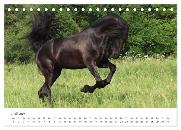 Produktbild: Friesen - Kraft und Eleganz (Tischkalender 2027 DIN A5 quer), CALVENDO Monatskalender