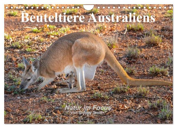 Produktbild: Beuteltiere Australiens (Wandkalender 2026 DIN A4 quer), CALVENDO Monatskalender