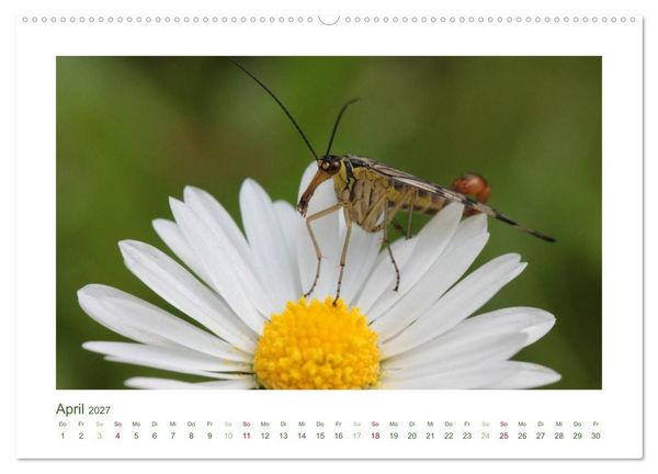 Produktbild: Heimische Insekten 2027 (Wandkalender 2027 DIN A2 quer), CALVENDO Monatskalender