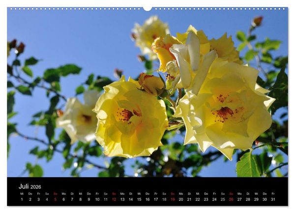 Produktbild: Baden bei Wien - Rosarium (hochwertiger Premium Wandkalender 2026 DIN A2 quer), Kunstdruck in Hochglanz
