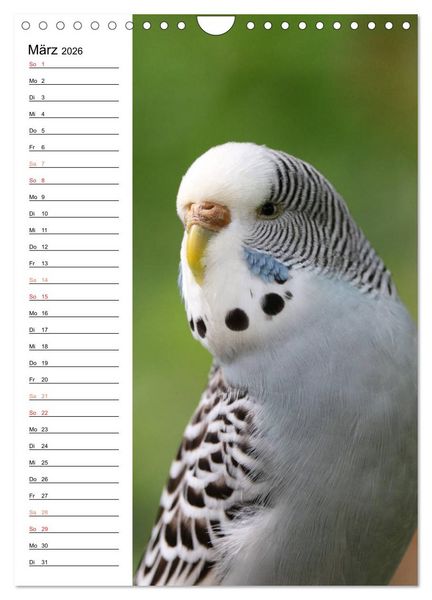 Produktbild: WELLENSITTICHE - S&uuml;&szlig;e Wellis (Wandkalender 2026 DIN A4 hoch), CALVENDO Monatskalender