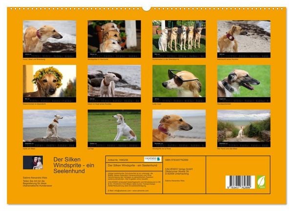 Produktbild: Der Silken Windsprite - ein Seelenhund (hochwertiger Premium Wandkalender 2026 DIN A2 quer), Kunstdruck in Hochglanz
