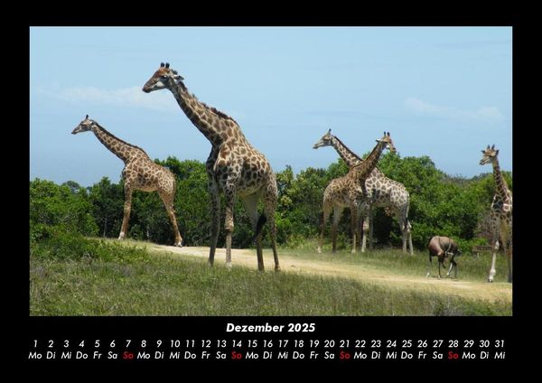 Produktbild: Giraffen 2025 Fotokalender DIN A3