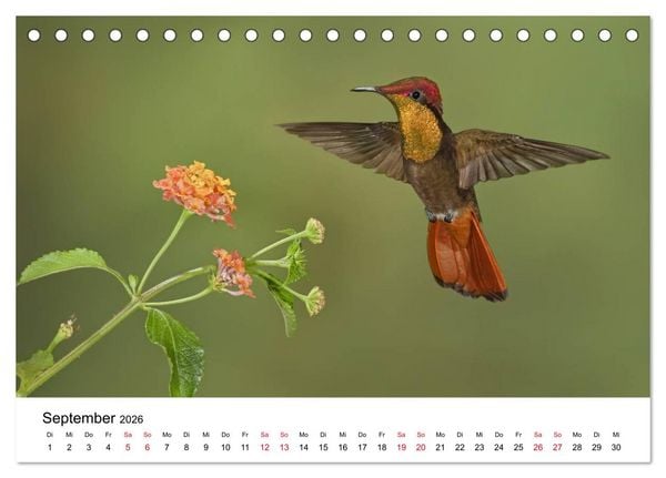 Produktbild: Kolibris - Juwelen der L&uuml;fte (Tischkalender 2026 DIN A5 quer), CALVENDO Monatskalender