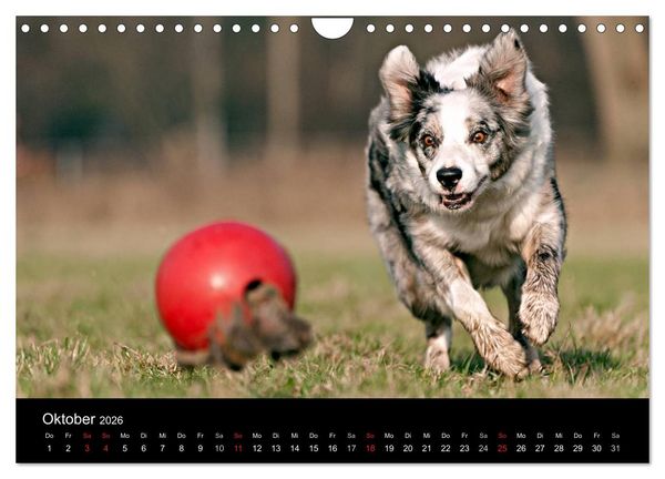 Produktbild: Border Collies (Wandkalender 2026 DIN A4 quer), CALVENDO Monatskalender