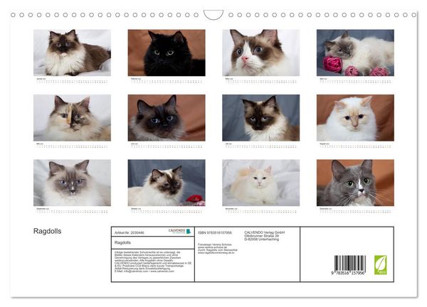 Produktbild: Ragdolls (Wandkalender 2026 DIN A3 quer), CALVENDO Monatskalender