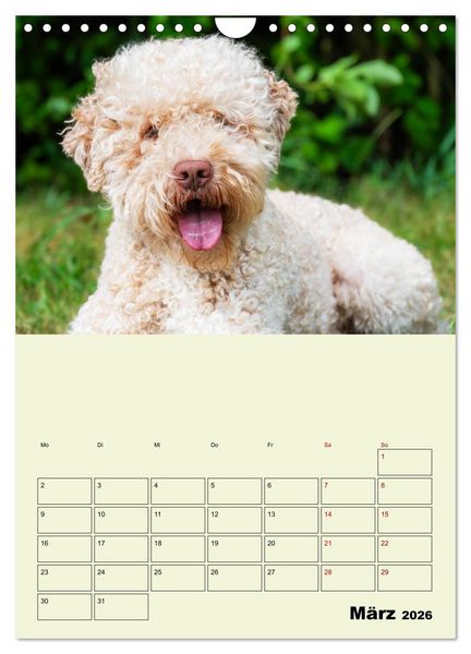 Produktbild: Lagotto Romagnolo - Der Tr&uuml;ffelhund Italiens - Planer (Wandkalender 2026 DIN A4 hoch), CALVENDO Monatskalender