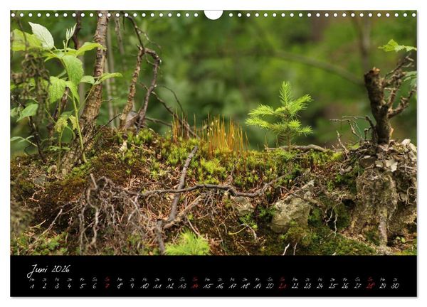 Produktbild: Wald (Wandkalender 2026 DIN A3 quer), CALVENDO Monatskalender