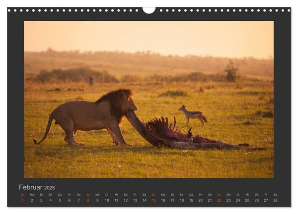 Produktbild: L&ouml;wen Wildlife-Fotografien (Wandkalender 2026 DIN A3 quer), CALVENDO Monatskalender