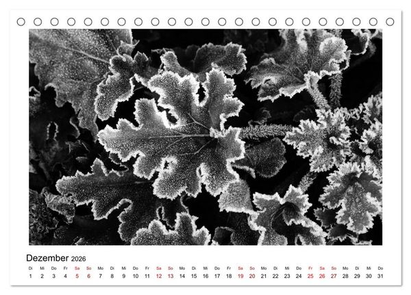 Produktbild: Die grafische Sch&ouml;nheit der Pflanzen &ndash; Schwarz-Wei&szlig; (Tischkalender 2026 DIN A5 quer), CALVENDO Monatskalender