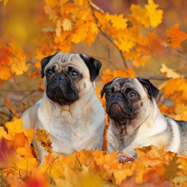 Produktbild: M&ouml;pse / Puglets 2027