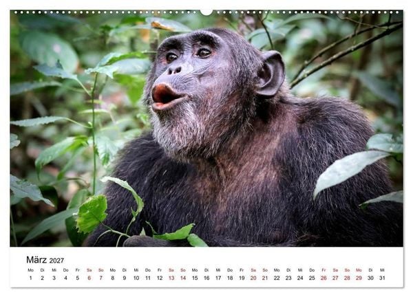 Produktbild: UGANDA - Berggorillas & Chimps (hochwertiger Premium Wandkalender 2027 DIN A2 quer), Kunstdruck in Hochglanz