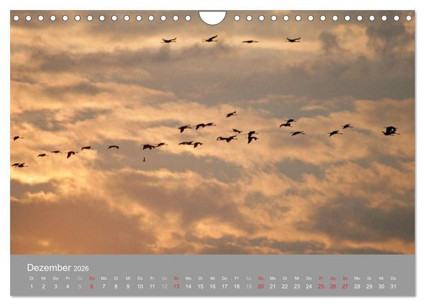 Produktbild: Kraniche in Vorpommern (Wandkalender 2026 DIN A4 quer), CALVENDO Monatskalender
