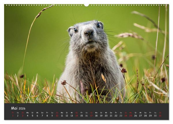 Produktbild: Am Gro&szlig;glockner (hochwertiger Premium Wandkalender 2026 DIN A2 quer), Kunstdruck in Hochglanz