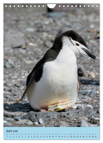 Produktbild: Antarktis - Das Gebiet der Pinguine (Wandkalender 2026 DIN A4 hoch), CALVENDO Monatskalender