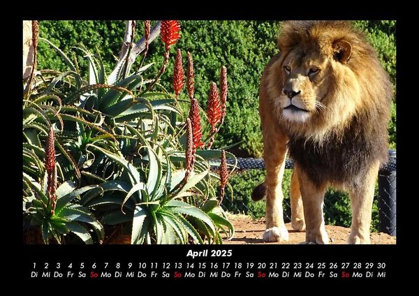 Produktbild: Tiere in der Wildnis 2025 Fotokalender DIN A3