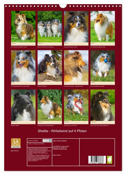 Produktbild: Sheltie - Wirbelwind auf 4 Pfoten (Wandkalender 2026 DIN A3 hoch), CALVENDO Monatskalender