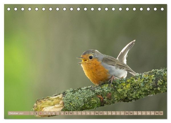 Produktbild: Robin, das s&uuml;&szlig;e Rotkehlchen (Tischkalender 2027 DIN A5 quer), CALVENDO Monatskalender