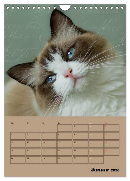 Produktbild: Ragdolls zum Verlieben (Wandkalender 2026 DIN A4 hoch), CALVENDO Monatskalender