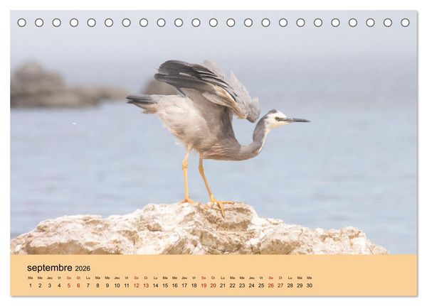 Produktbild: Oiseaux de Nouvelle-Z&eacute;lande (Calendrier de bureau 2026 DIN A5 vertical), CALVENDO calendrier mensuel
