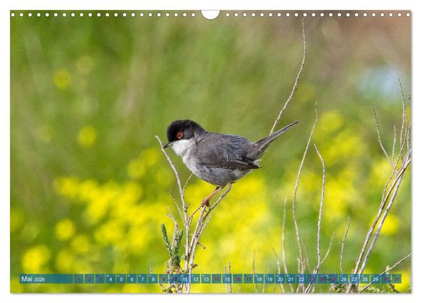 Produktbild: V&ouml;gel der Algarve (Wandkalender 2026 DIN A3 quer), CALVENDO Monatskalender