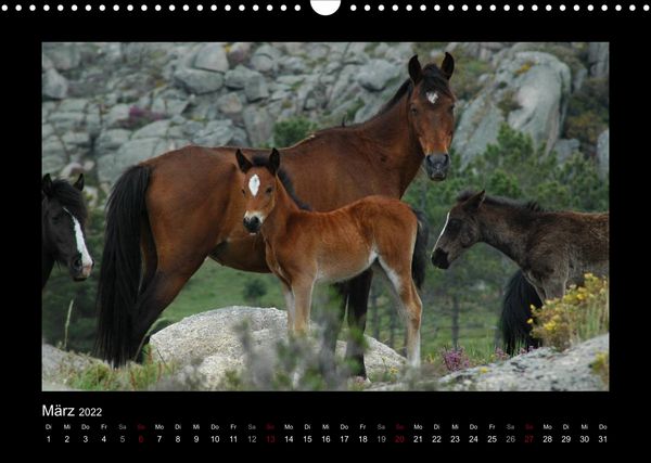 Produktbild: Garranos (Wandkalender 2022 DIN A3 quer)