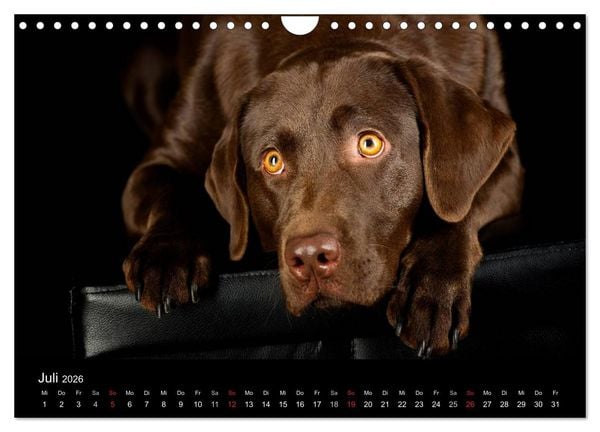 Produktbild: Dogs (Wandkalender 2026 DIN A4 quer), CALVENDO Monatskalender