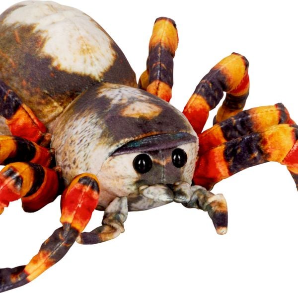 Produktbild: Spinne - Nature Zoom Wild