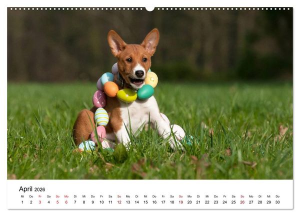 Produktbild: S&uuml;&szlig;e Basenji-Kinder (hochwertiger Premium Wandkalender 2026 DIN A2 quer), Kunstdruck in Hochglanz
