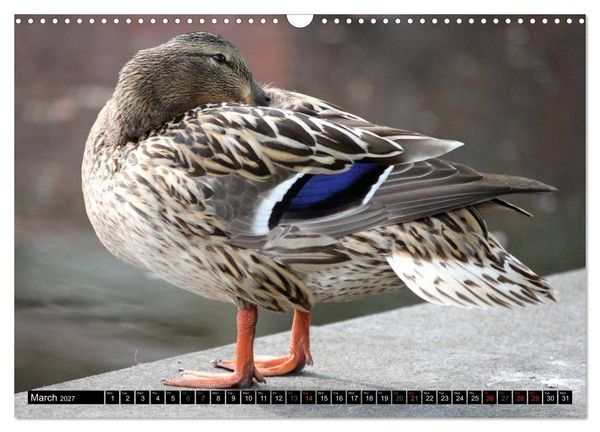 Produktbild: Lovely Water Birds (Wall Calendar 2027 DIN A3 landscape), CALVENDO 12 Month Wall Calendar