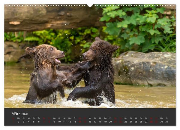 Produktbild: Die grossen B&auml;rentatzen (Wandkalender 2026 DIN A2 quer), CALVENDO Monatskalender