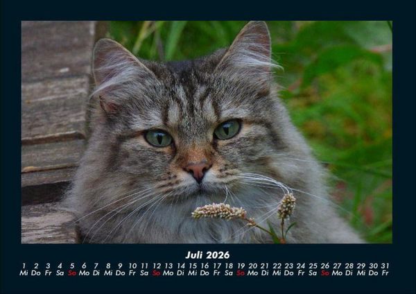 Produktbild: Katzen 2026 Fotokalender DIN A4